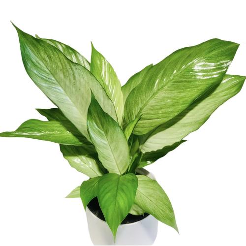 image of Spathiphyllum Silver